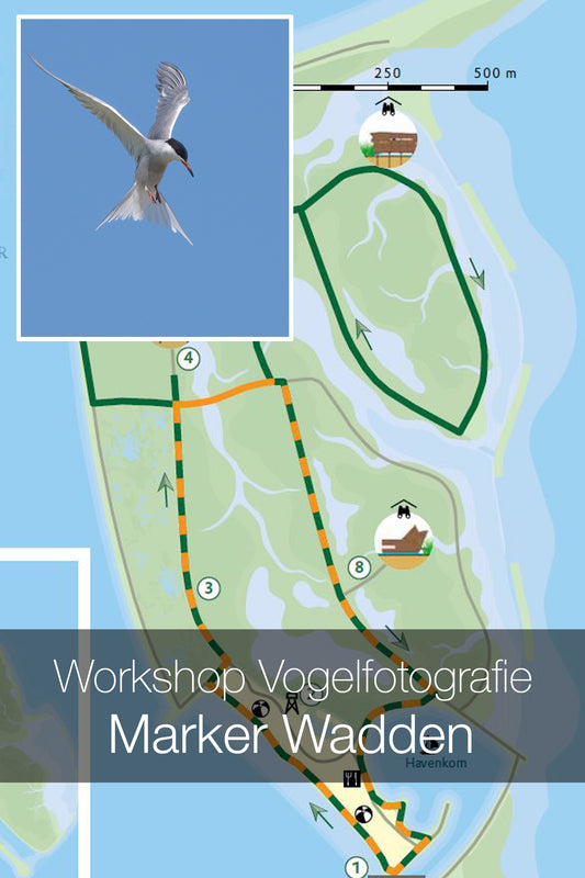 Vogelfotografie op de Marker Wadden